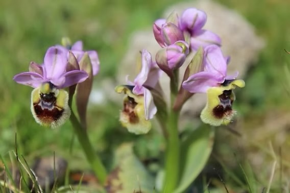 Gargano · Orchidee