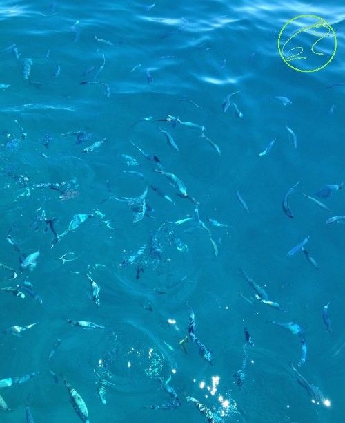 Isole Tremiti · Vita marina